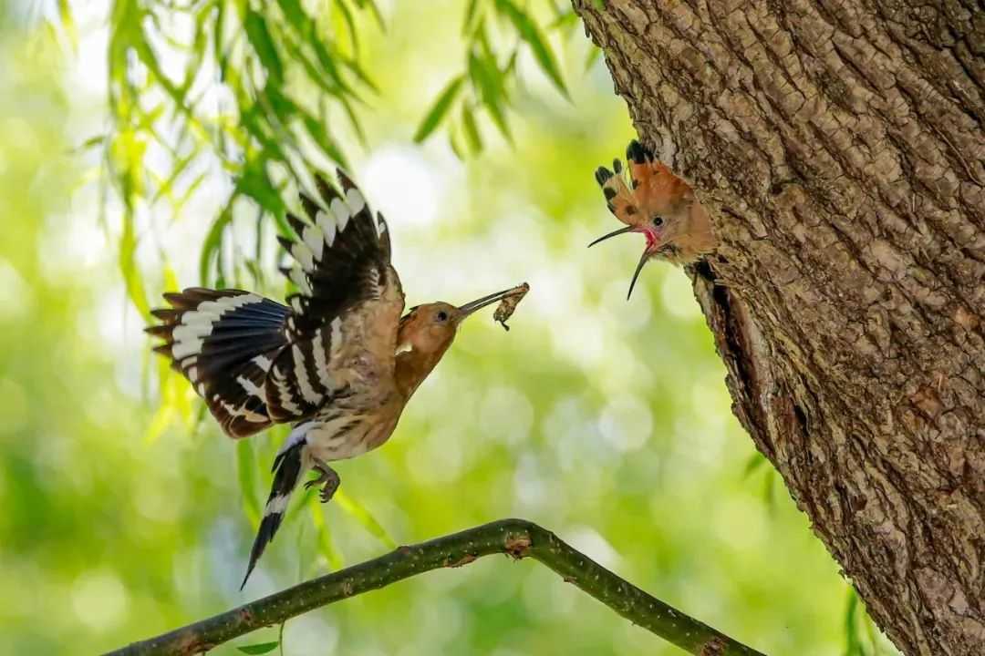 Climbing Birds: Masters of Arboreal Life