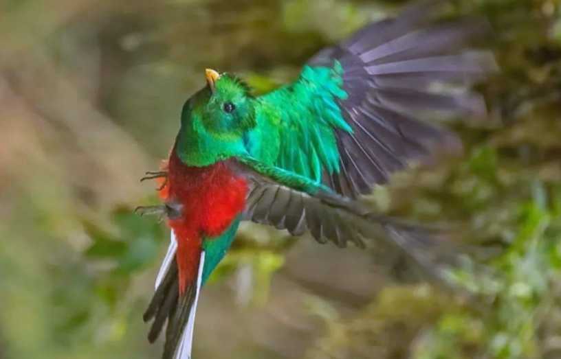 The Resplendent Quetzal: Mesoamerica’s Emerald Avian Deity and Symbol of Freedom