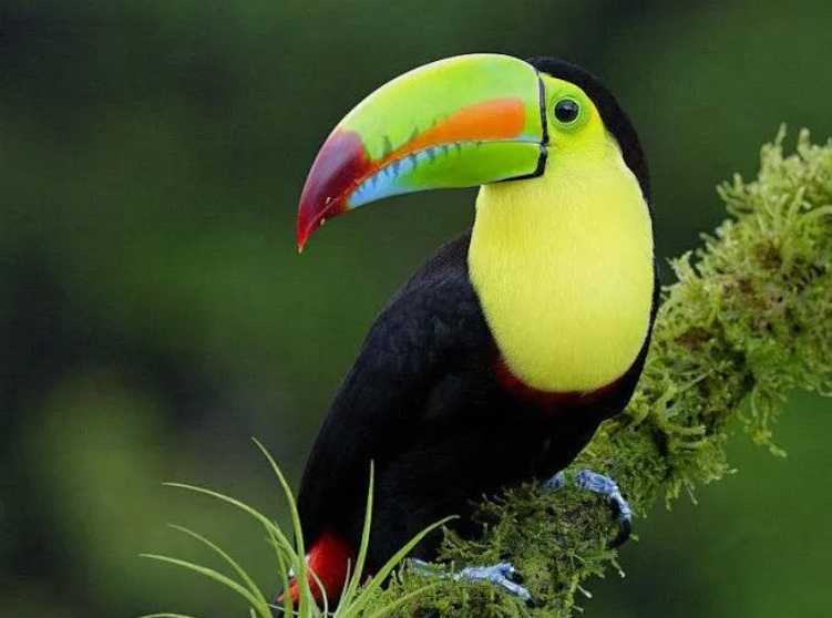 The Keel-billed Toucan: Central America’s Colorful Beak Masterpiece